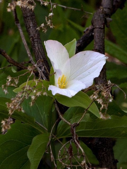 White Trillium, Stony Fork Valley Overlook, Blue Ridge Parkway